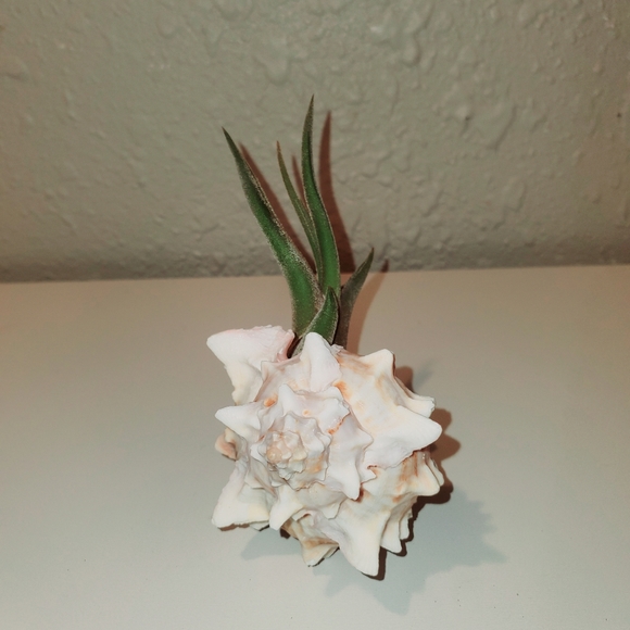 Live Tilandsia Caput Medusae in Murex Seashell - Picture 4 of 5